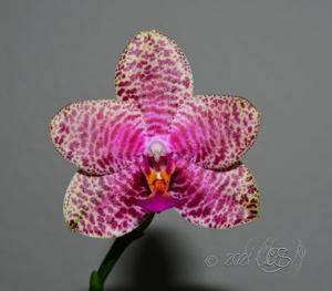 Phalaenopsis Black Lion