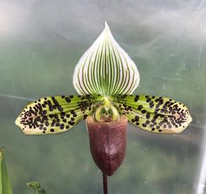 Paphiopedilum Macabre Venus