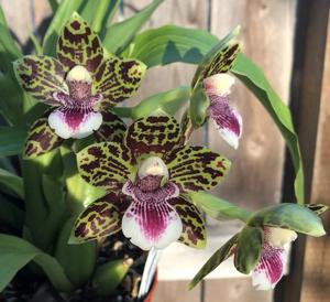 Nottara Lucy's Sassafras