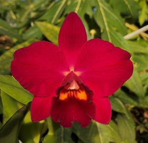 Rhyncholaeliocattleya Hawaiian Prominence-Rubescence