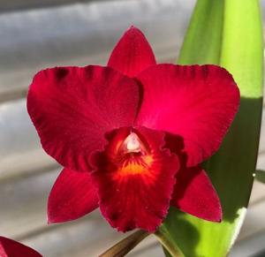 <i>Rhyncholaeliocattleya</i> Ruby Delight-Louise Clarke