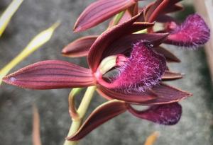 Mormodes Roehampton's Charcoal