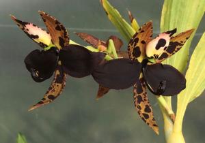 Cycnoches Richard Brandon-Cryminy