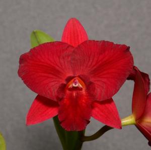 Rhyncholaeliocattleya Verbatim