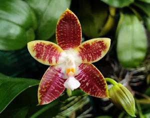 <i>Phalaenopsis</i> Jennifer Leitzke