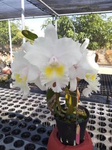 Rhyncholaeliocattleya Duh's Peak