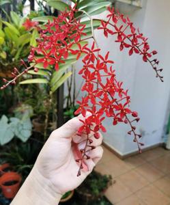 <i>Renanthera</i> Ikwas
