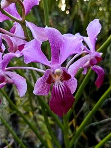 Papilionanda Mandai Cherry
