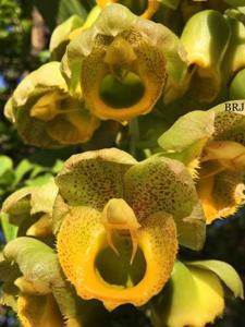 Catasetum guianense