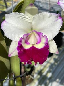 Rhyncholaeliocattleya Chief Journey