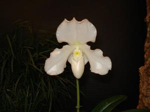 <i>Paphiopedilum</i> Tinker Girl