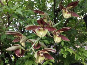 Catasetum Mawi