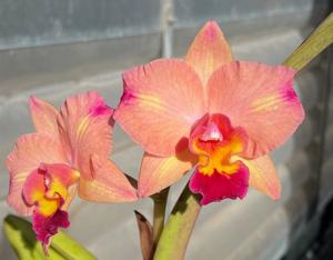 Rhyncattleanthe Martha's Sunburst