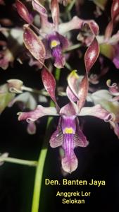 <i>Dendrobium</i> Banten Jaya