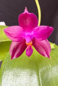 <i>Phalaenopsis</i> Norman's Purple Eagle