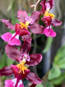 Oncidium Tariflor Lady