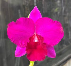 Rhyncholaeliocattleya Higher Multiplier