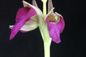 Serapicamptis capitata