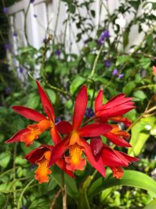 Guaricatophila Elizabeth Barnes