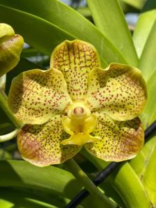<i>Vanda</i> Heinz Graf