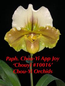 <i>Paphiopedilum</i> Chou-Yi App Joy