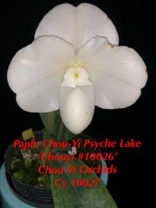 <i>Paphiopedilum</i> Chou-Yi Psyche Lake