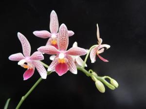 Phalaenopsis Musick Mini Dots
