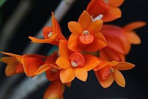 <i>Dendrobium</i> Gowan's Tangello