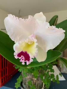 Cattleya Pure Soul