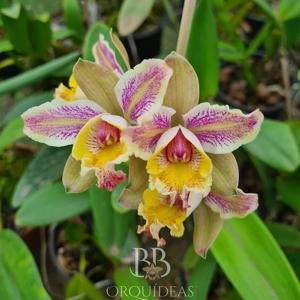 Cattleya Elisabet Orquisan-Mlm