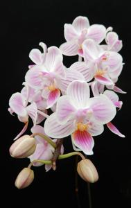 <i>Phalaenopsis</i> Micaels Grace