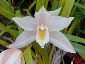<i>Cymbidium</i> x <i>ballianum</i>