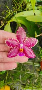 <i>Phalaenopsis</i> Excalibur