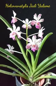 <i>Holcovanstylis</i> Jiali Yalame
