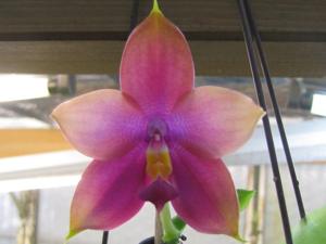 <i>Phalaenopsis</i> Big Tree Jazz