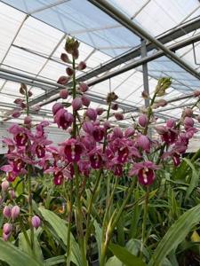 Gastrophaius Humble Phantom