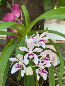 Vandachostylis Punyavee Prakaiwichian