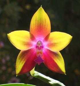<i>Phalaenopsis</i> Dragon's Imp