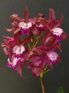 Laelianthe Tandaleyo