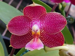 <i>Phalaenopsis</i> Zheng Min Patriot