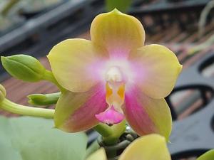 <i>Phalaenopsis</i> Lyndon Sweet Canary
