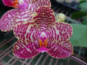 <i>Phalaenopsis</i> Zheng Min Imp
