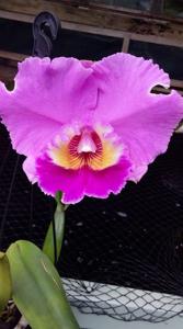 Rhyncholaeliocattleya Rosella's Southern Land