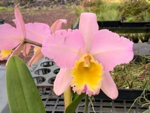 <i>Rhyncholaeliocattleya</i> Ranger Six-Erin Kobayashi