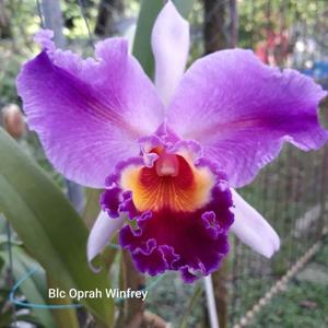 <i>Cattleya</i> Oprah Winfrey