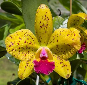 Rhyncholaeliocattleya Stippled Sunset