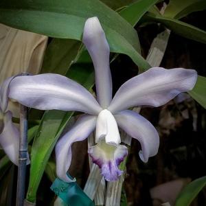 Cattleya Behrensiana