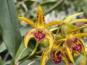 <i>Dendrobium</i> Oma's Delight