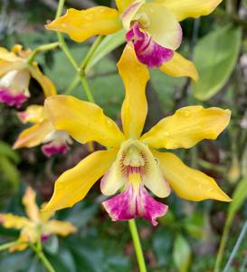 Encyphila Thelma Berg