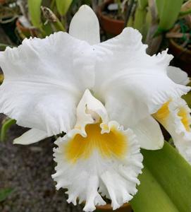 <i>Cattleya</i> Peter's Creek